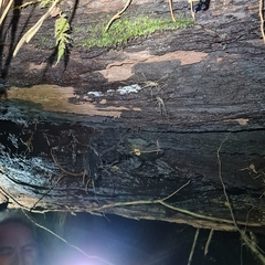 Pachyrhamma acanthocerum