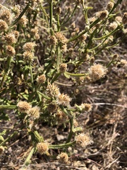 Pterocaulon sphacelatum