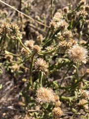 Pterocaulon sphacelatum