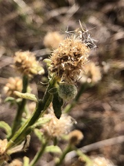 Pterocaulon sphacelatum