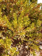 Myrtus communis