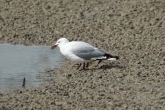 Chroicocephalus novaehollandiae