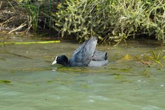 Fulica atra australis