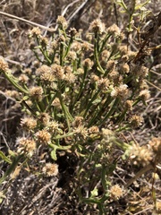 Pterocaulon sphacelatum