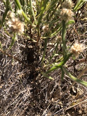 Pterocaulon sphacelatum