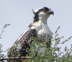 Pandion haliaetus