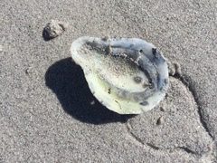 Scutellastra cochlear