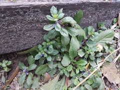 Ajuga australis