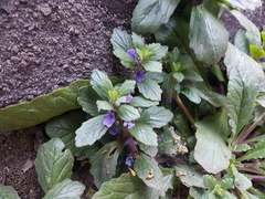 Ajuga australis