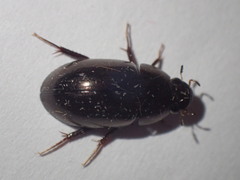 Limnoxenus niger
