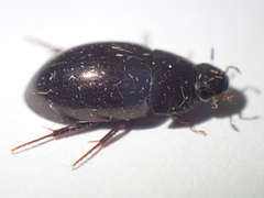 Limnoxenus niger