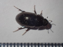 Limnoxenus niger