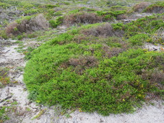 Passerina paleacea