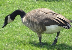 Branta canadensis