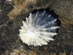 Scutellastra barbara