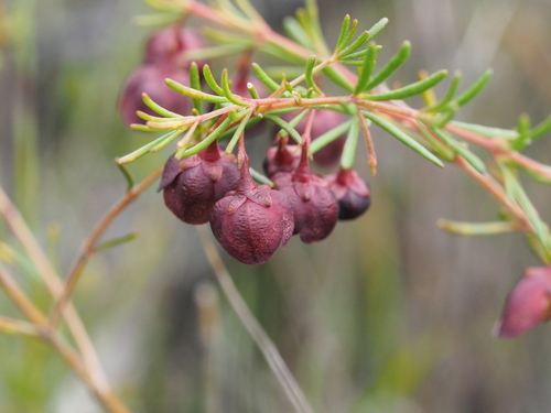 Image of Boronia megastigma by (c) Brett Coulstock, some rights reserved (CC BY)