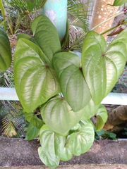 Dioscorea alata