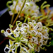 Stenocarpus salignus - Photo (c) Craig Robbins, μερικά δικαιώματα διατηρούνται (CC BY-NC), uploaded by Craig Robbins
