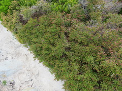 Passerina paleacea
