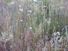 Rumex papillaris