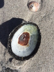 Scutellastra granularis