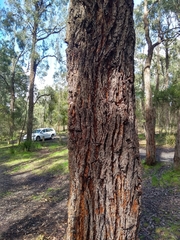 Eucalyptus tricarpa
