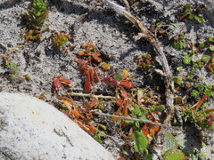 Pharnaceum cordifolium
