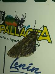 Callipia