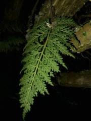 Aspleniaceae