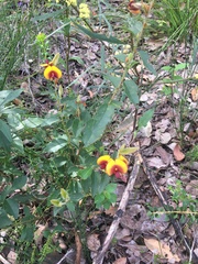 Bossiaea ornata