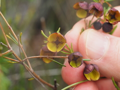 Boronia megastigma