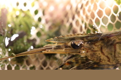 Macrobrachium nipponense