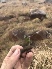 Afroedura amatolica