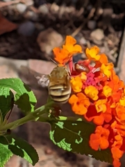 Amegilla garrula