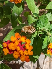 Amegilla garrula