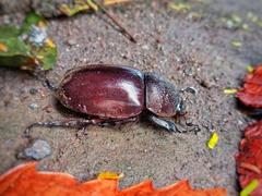 Xylotrupes gideon gideon
