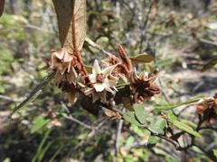 Lasiopetalum macrophyllum