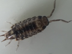 Australophiloscia societatis