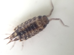 Australophiloscia societatis