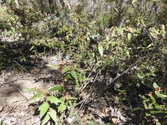 Lasiopetalum macrophyllum