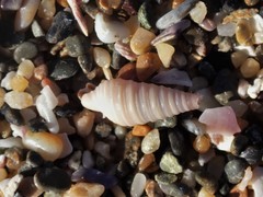 Pulsarella cognata