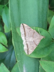 Zanclognatha griselda