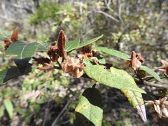 Lasiopetalum macrophyllum