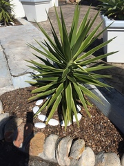 Yucca filamentosa variegata