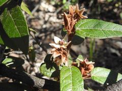 Lasiopetalum macrophyllum