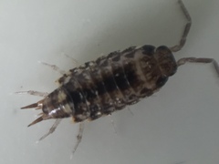 Australophiloscia societatis