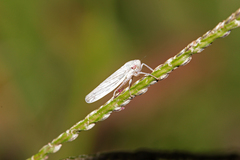 Cofana spectra