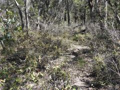 Lasiopetalum macrophyllum