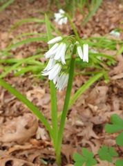 Allium triquetrum