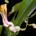 Pararistolochia laheyana - Photo (c) Craig Robbins,  זכויות יוצרים חלקיות (CC BY-NC), הועלה על ידי Craig Robbins